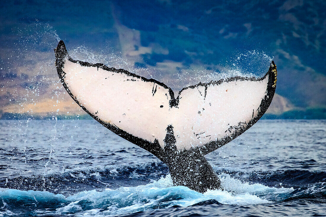 Whale Tale, Buckelwal (Megaptera Novaeangliae) hebt seine Fluke, Maui, Hawaii
