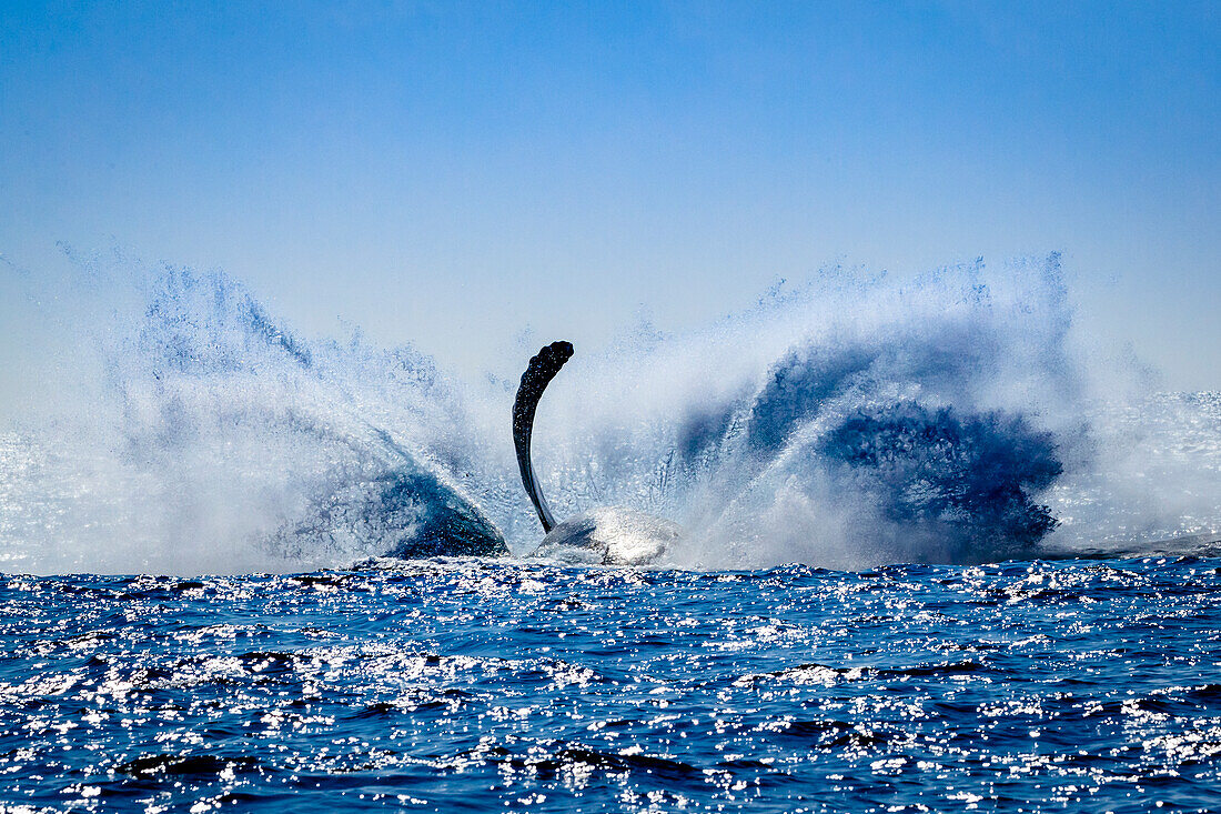 Humpback Whale (Megaptera novaeangliae) makes big splash after breaching, Hawaiian Islands National Marine Sanctuary, Pacific Ocean, Hawaii