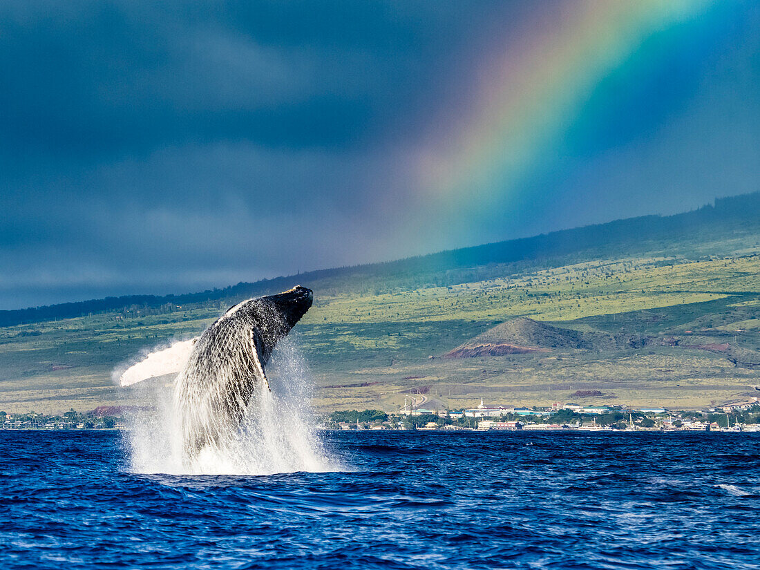 Breaching Humpback Whales (Megaptera novaeangliae) whale under the rainbow, Maui, Hawaii