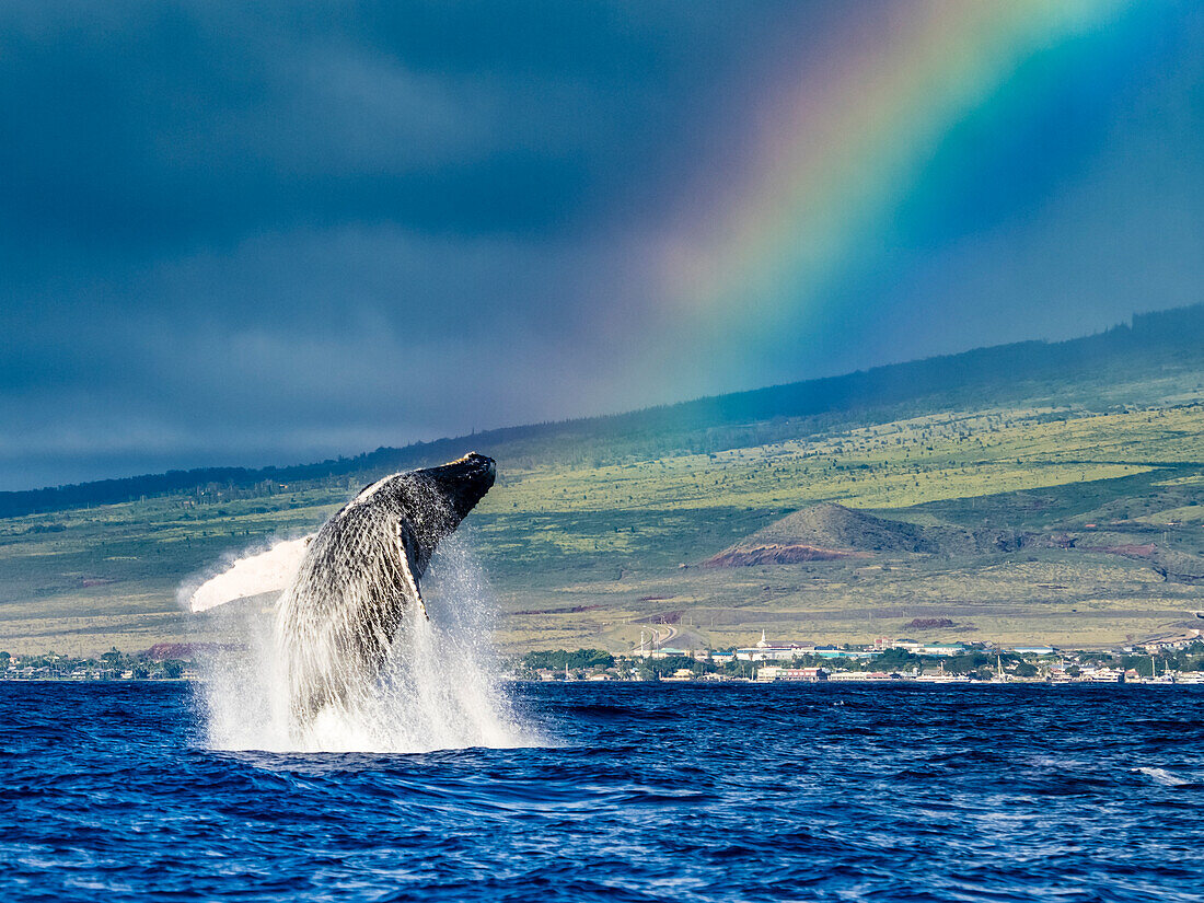Verletzung von Buckelwalen (Megaptera novaeangliae) Wal unter dem Regenbogen, Maui, Hawaii