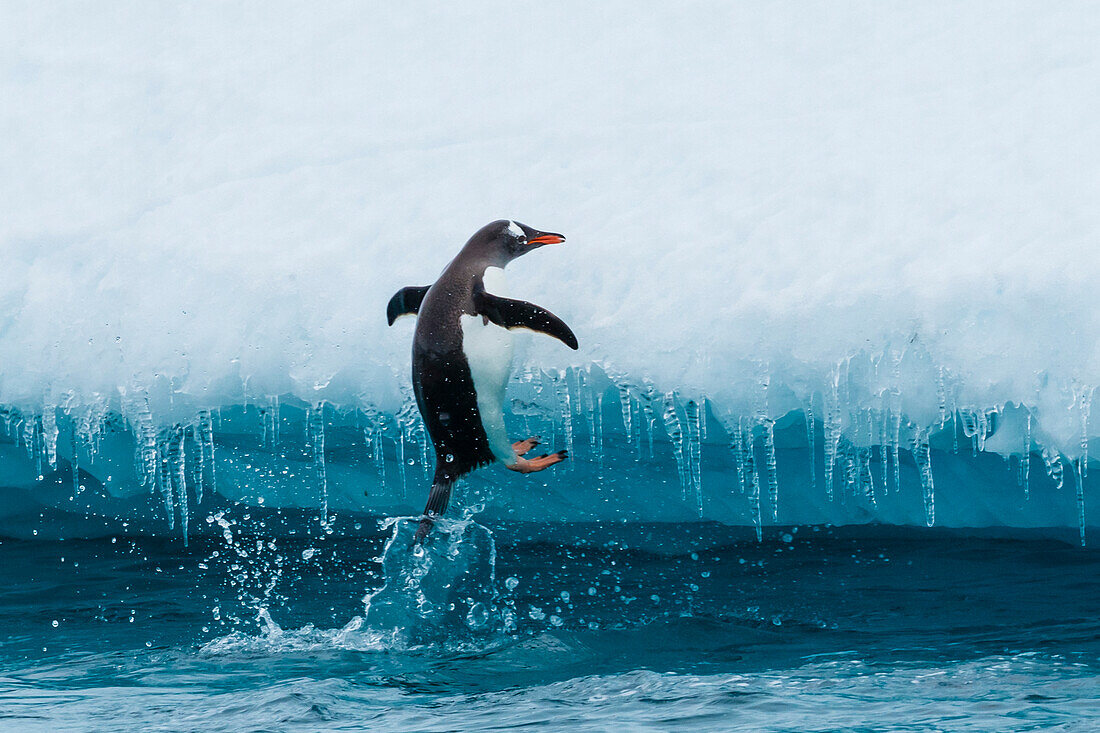 Gentoo Penguin (Pygoscelis papua) jumps out of the water onto iceberg, Cuverville Island, Antarctica