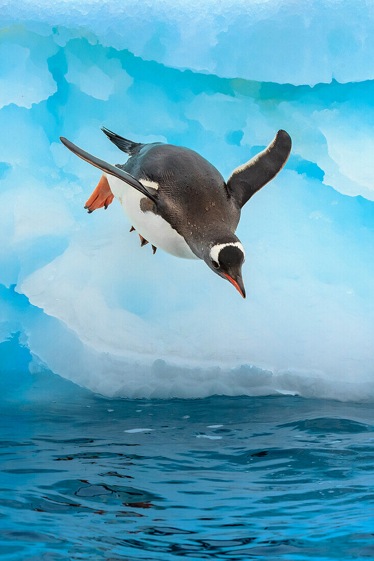 Eselspinguin (Pygoscelis Papua), springt vom blauen Eisberg, Cuverville Island, Antarktis