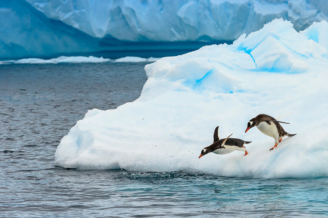 Gentoo Penguins (Pygoscelis papua), jump from iceberg, Cuverville Island, Antarctica
