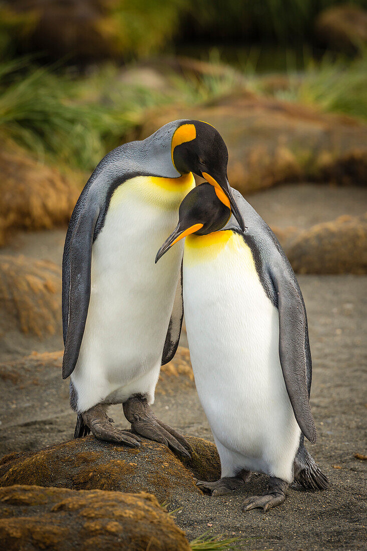 Balzverhalten, Königspinguine (Aptenodytes patagonicus), in St. Andrews Bay, Südgeorgien