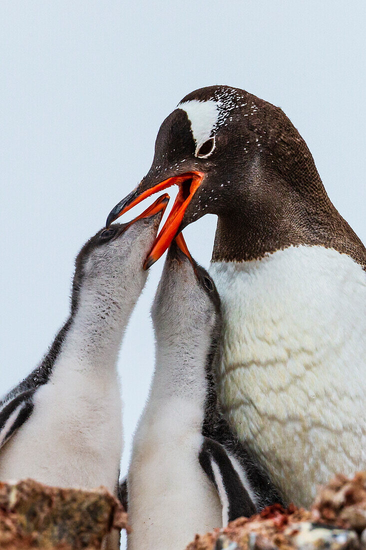 Eselspinguin (Pygoscelis papua) Mutter füttert zwei Küken in Port Lockroy, Antarktis