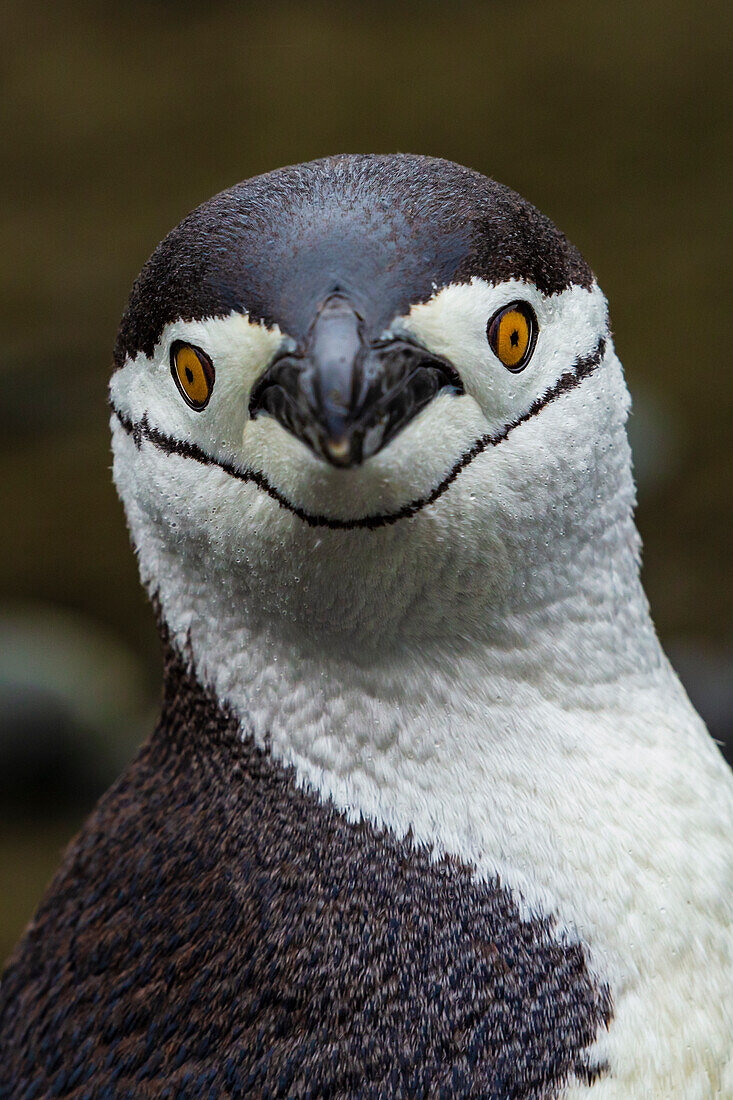 Zügelpinguine (Pygoscelis Antarcticus) Porträt, Aitcho-Inseln, Antarktis