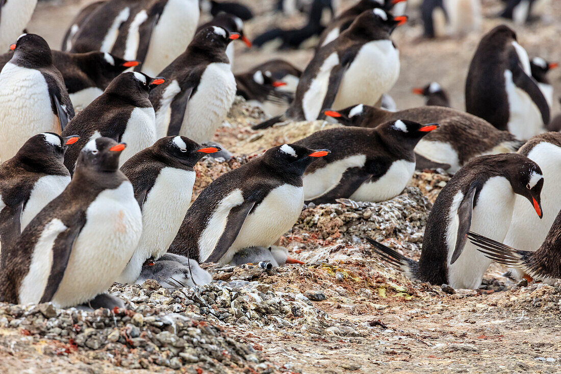 Gentoo Penguins (Pygoscelis papua) nesting with chicks at Neko Harbor on the Antarctic Peninsula, Antarctica