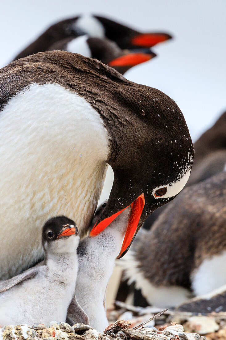 Gentoo Penguins (Pygoscelis papua) mother feeding chicks at Neko Harbor on the Antarctic Peninsula, Antarctica