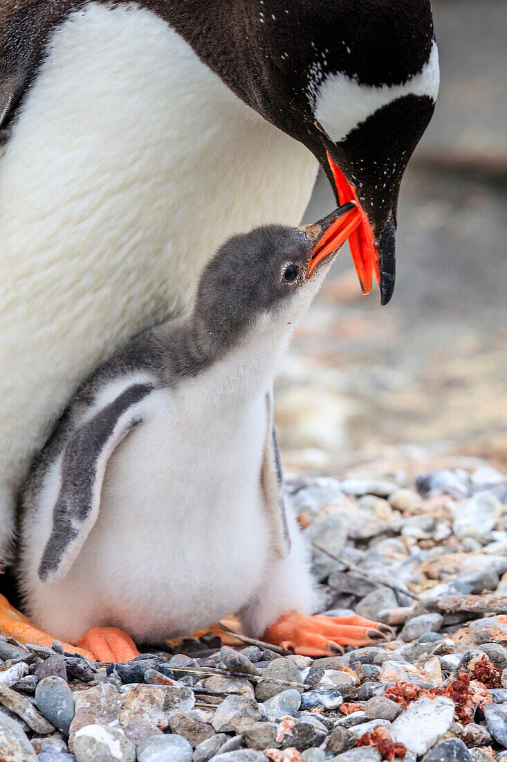 Eselspinguine (Pygoscelis papua) Mutter füttert Küken im Hafen von Neko auf der Antarktischen Halbinsel, Antarktis