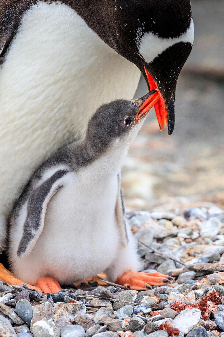 Gentoo Penguins (Pygoscelis papua) mother feeding chick at Neko Harbor on the Antarctic Peninsula, Antarctica