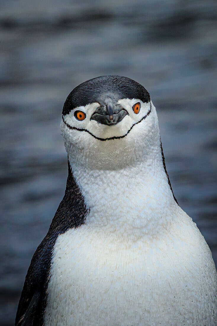 Chinstrap Penguins (Pygoscelis antarcticus) portrait, Aitcho Islands, Antarctica