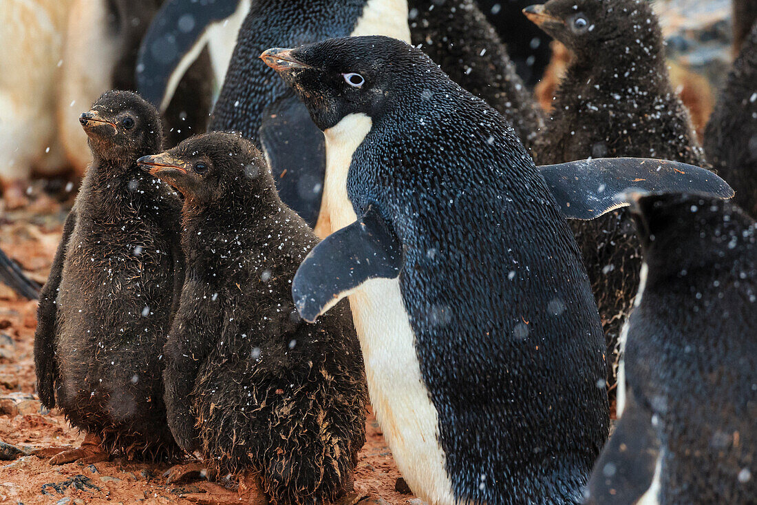 Snowflakes and Adelie (Pygoscelis adeliae) penguins with chicks on Torguson Island, near Palmer Station, Antarctica