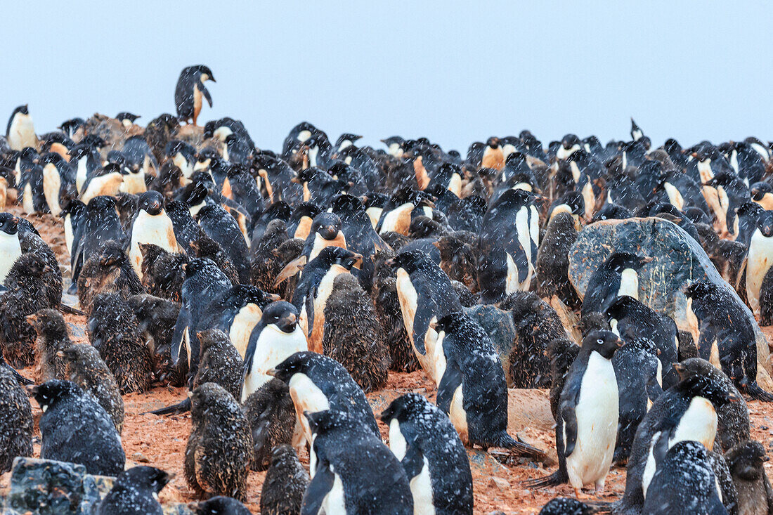 Snowflakes and Adelie (Pygoscelis adeliae) penguins with chicks on Torguson Island, near Palmer Station, Antarctica