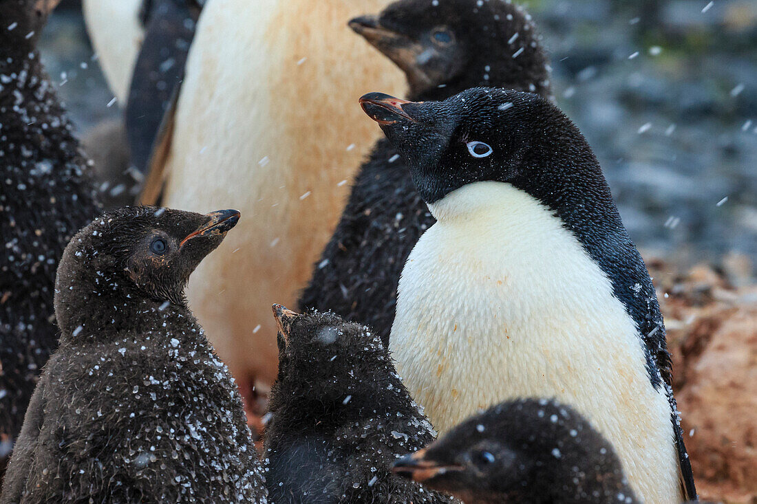 Snowflakes and Adelie (Pygoscelis adeliae) penguins with chicks on Torguson Island, near Palmer Station, Antarctica