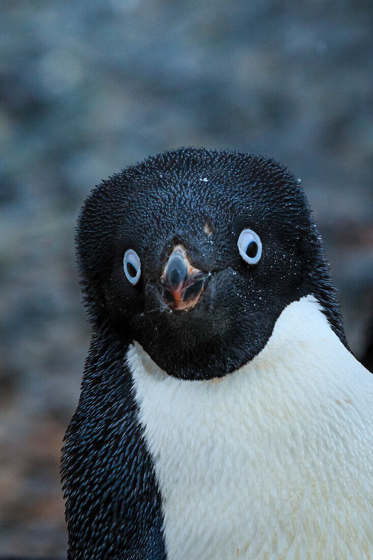 Adelie-Pinguine (Pygoscelis Adeliae) Porträt auf Torguson Island, in der Nähe von Palmer Station, Antarktis