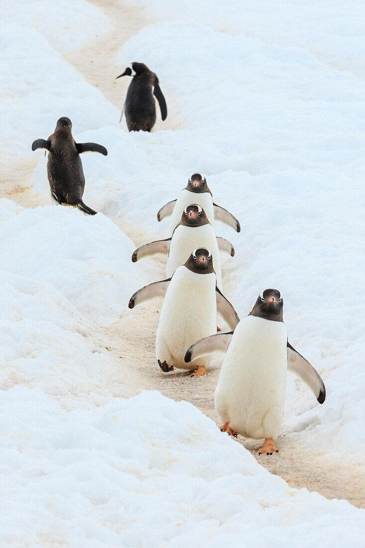 Eselspinguine (Pygoscelis papua) folgen dem Pinguin-Highway am Hafen von Neko auf der Antarktischen Halbinsel, Antarktis