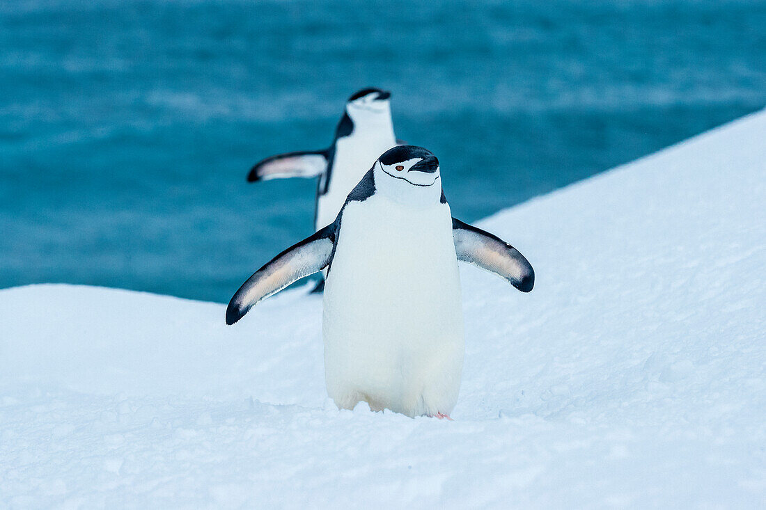 Zügelpinguine (Pygoscelis antarcticus) zu Fuß auf Neuschnee auf Half Moon Island, South Shetland Islands, Antarktis