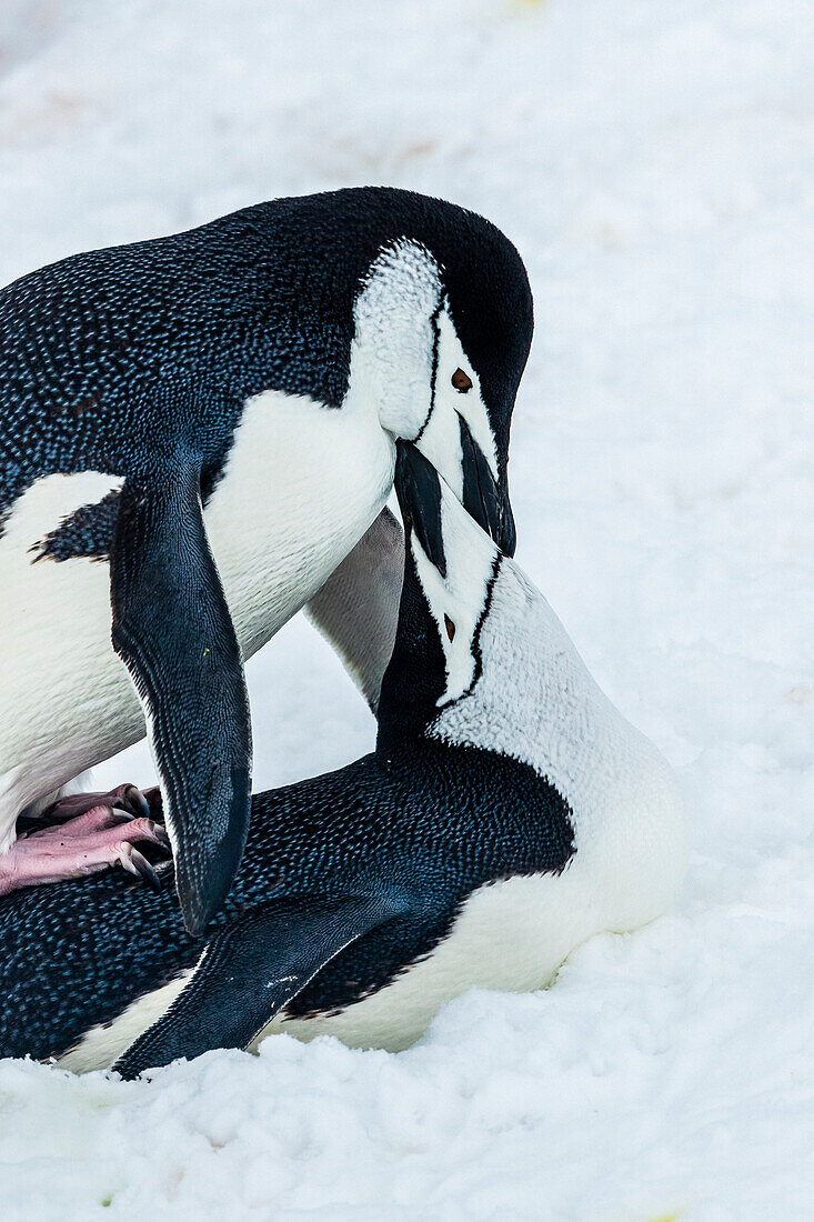 Chinstrap Penguins (Pygoscelis antarcticus) mating at Half Moon Island, South Shetland Islands, Antarctica