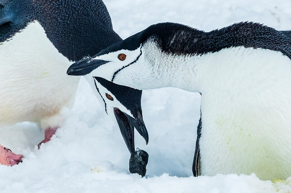 Zügelpinguine (Pygoscelis antarcticus) zeigen Balzverhalten auf Half Moon Island, South Shetland Islands, Antarktis