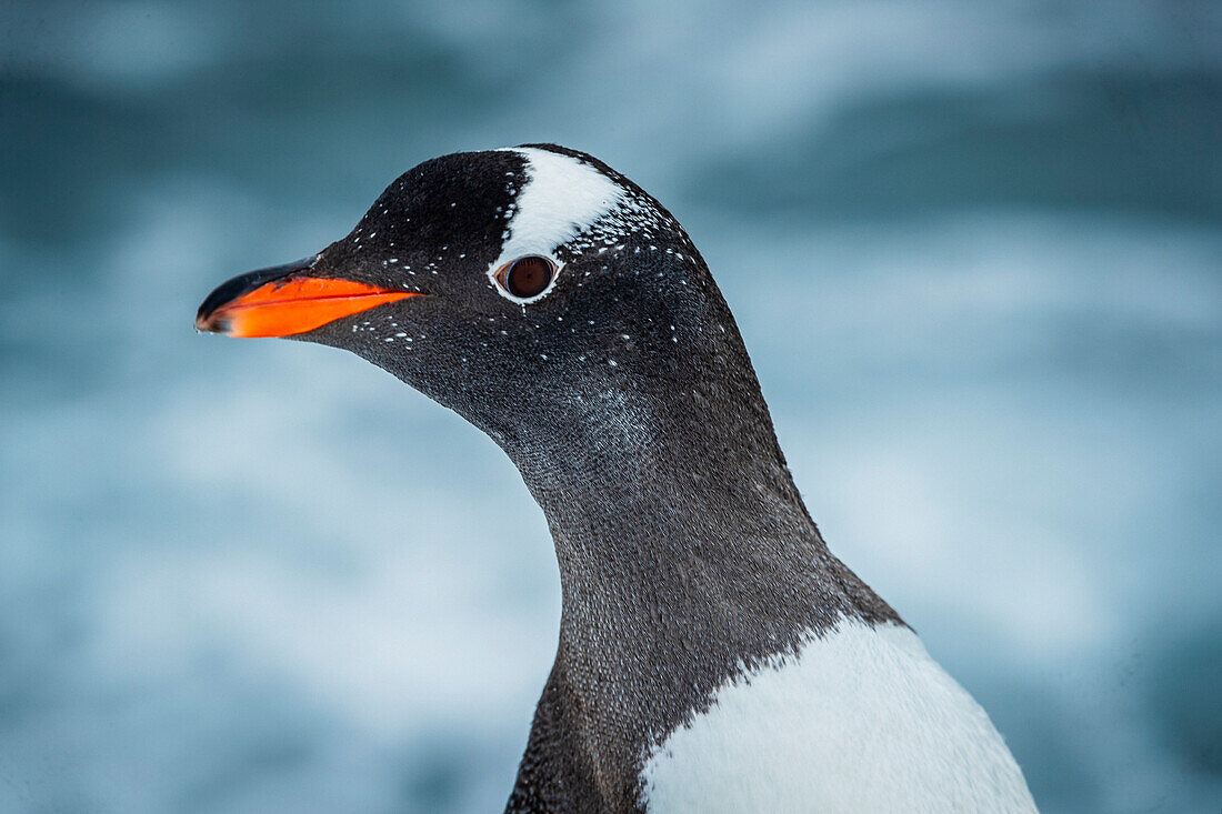 Eselspinguin (Pygoscelis Papua) Porträt im Hafen von Yankee, South Shetland Islands, Antarktis