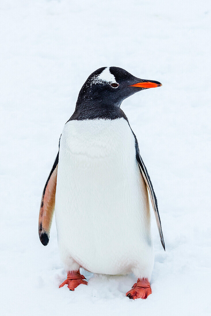 Eselspinguin (Pygoscelis Papua) Porträt im Hafen von Yankee, South Shetland Islands, Antarktis