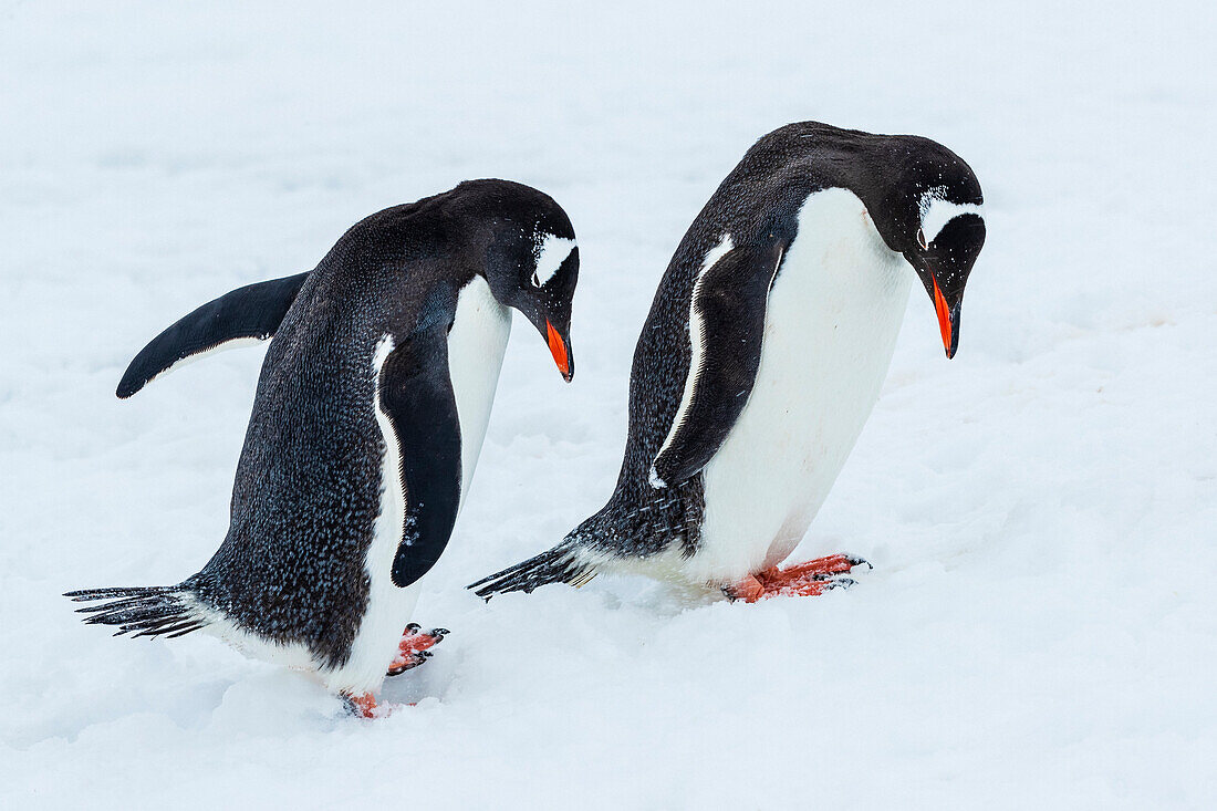 Eselspinguine (Pygoscelis papua) balzen im Hafen von Yankee, South Shetland Islands, Antarktis