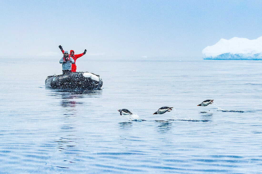 Zodiac and porpoising Gentoo Penguins (Pygoscelis papua) at Lindblad Cove, Antarctic Peninsula, Antarctica