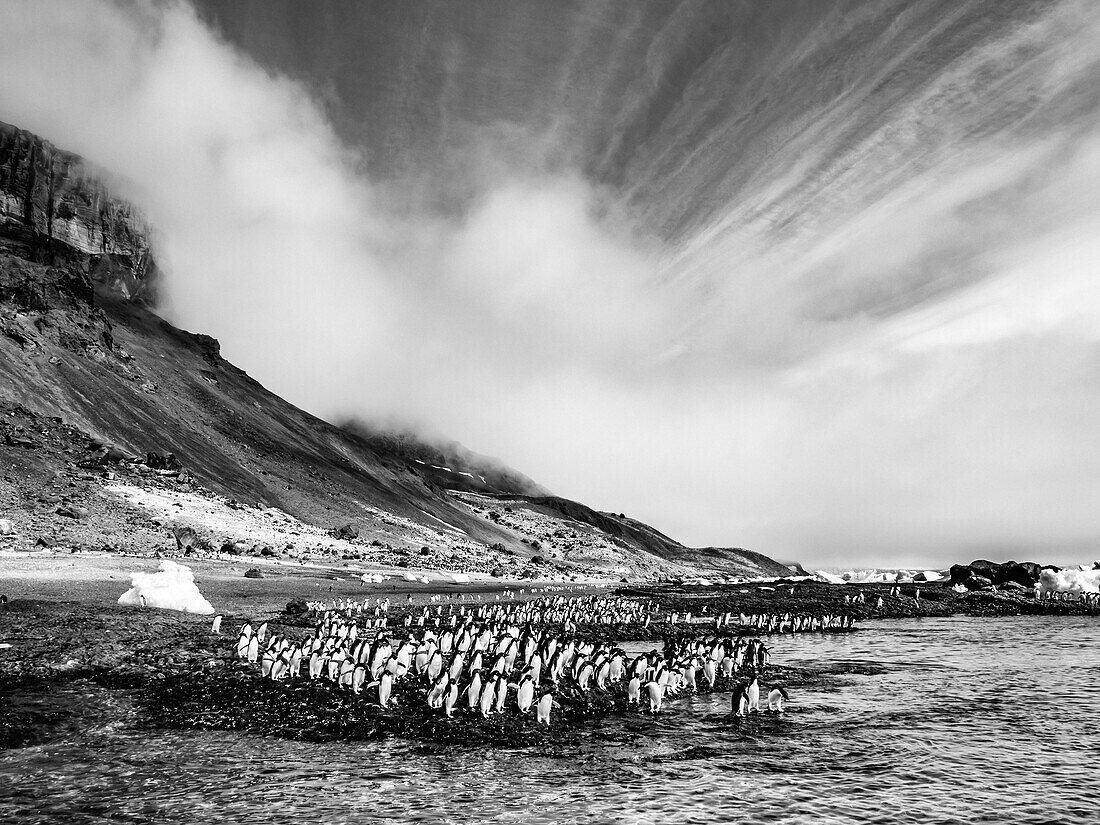 Schwarz-Weiß-Aufnahme, Wolken über den Klippen von Brown Bluff, während Adelie-Pinguine (Pygoscelis adeliae) an der Küste entlang ziehen, Antarktis