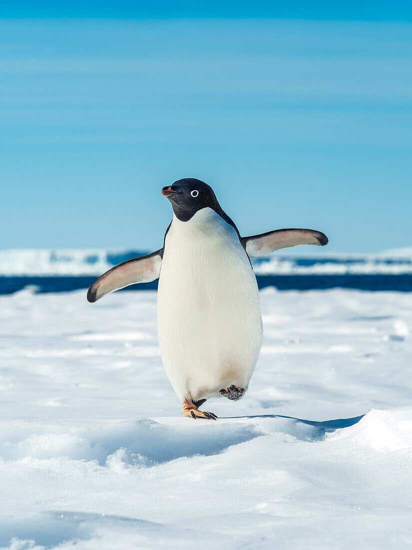 Adelie penguin (Pygoscelis adeliae) walking on pack ice, Weddell Sea, Antarctica