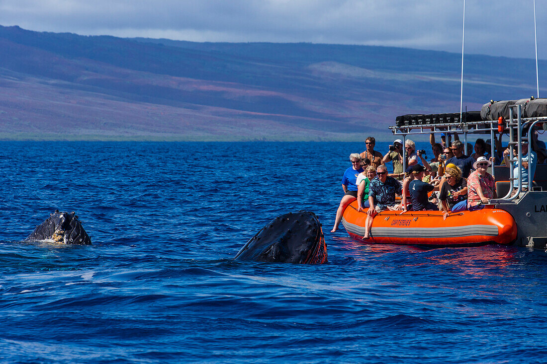 Spy Hop, Whale Watching Boat, Buckelwale (Megaptera novaeangliae) nähern sich Maui, Hawaii