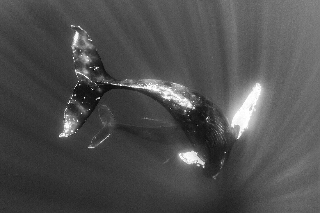 Schwarz-Weiß-Aufnahme, Unterwasserfoto, Schwimmender Buckelwal (Megaptera novaeangliae) nähert sich, Maui, Hawaii