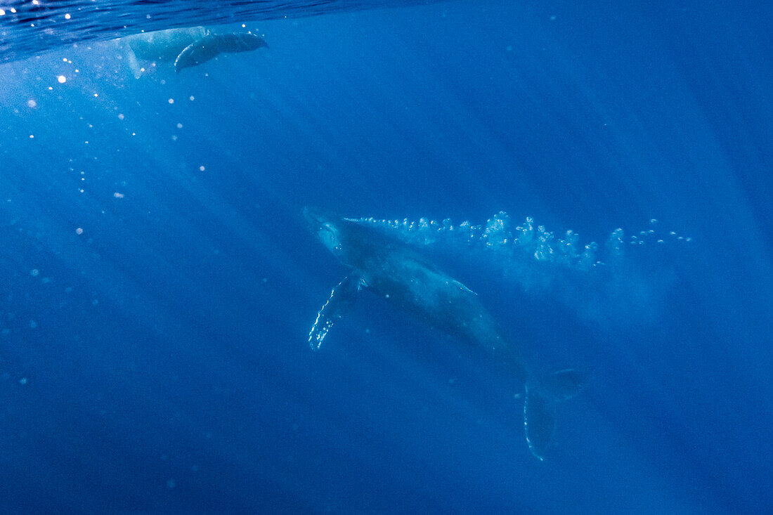 Unterwasserfoto, schwimmender Buckelwal (Megaptera novaeangliae) macht eine enge Annäherung, Maui, Hawaii