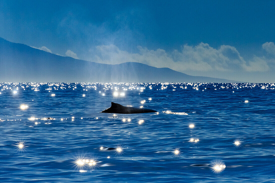 Humpback Whale (Megaptera novaeangliae) dorsal fin and star bursts, Maui, Hawaii