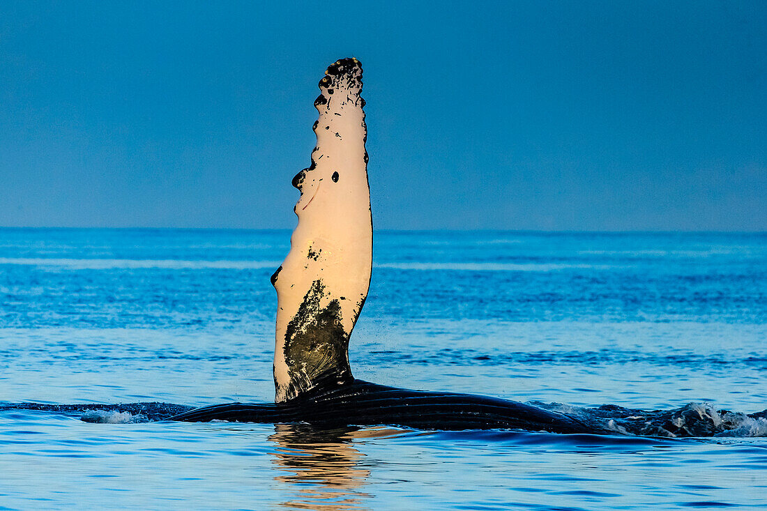 Wal rollt auf seiner Seite anhebende Flosse, Buckelwale (Megaptera novaeangliae), Maui, Hawaii