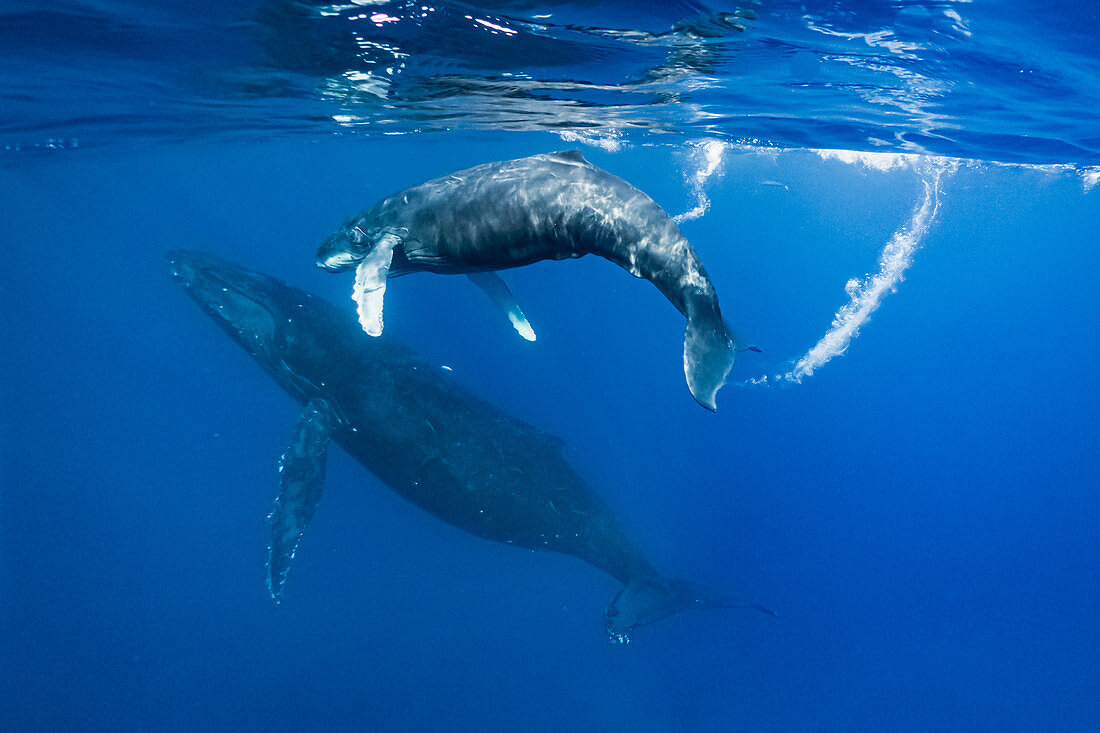 Unterwasserfoto, Kalb nach Mama, schwimmende Buckelwale (Megaptera novaeangliae), Maui, Hawaii
