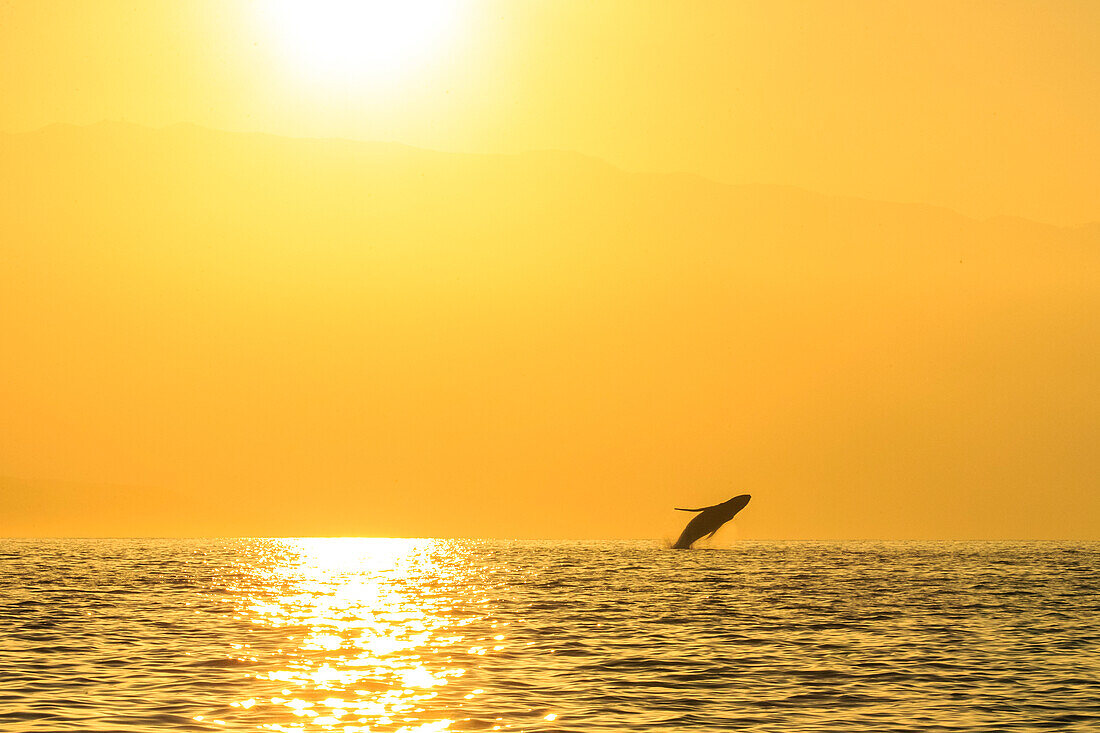 Humpback Whales (Megaptera novaeangliae), Maui, Hawaii