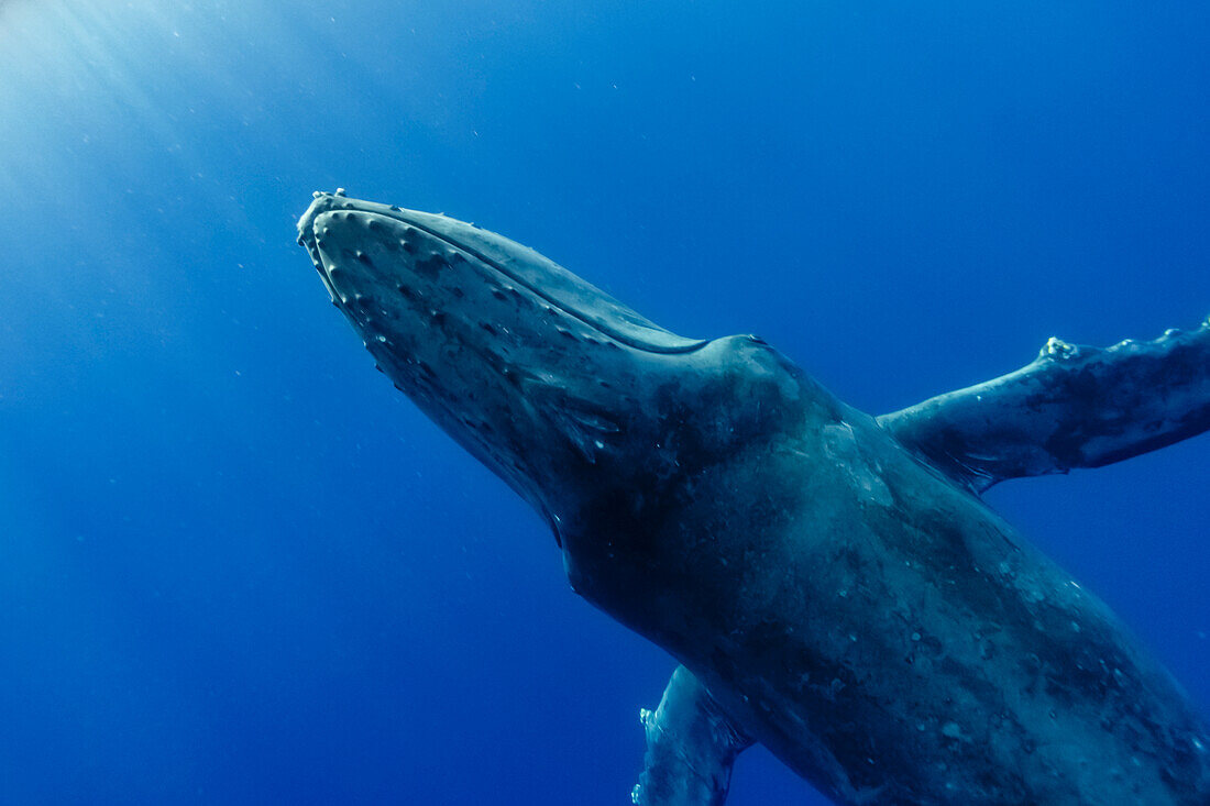 Underwater Photo, Humpback Whale (Megaptera novaeangliae) swimming toward the light, Maui, Hawaii