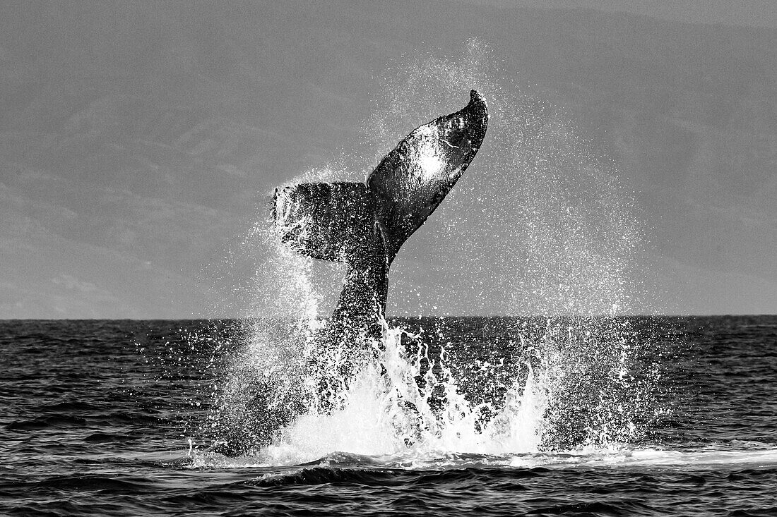 Whale tale, Humpback Whale (Megaptera novaeangliae) lifts its fluke, Maui, Hawaii