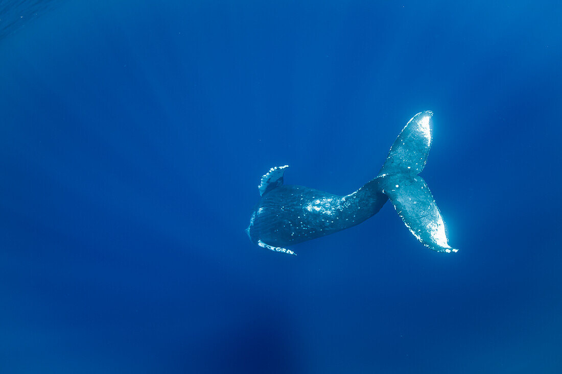 Unterwasserfoto, Wal (Megaptera novaeangliae), der in das tiefe Blau hinabsteigt, Maui, Hawaii