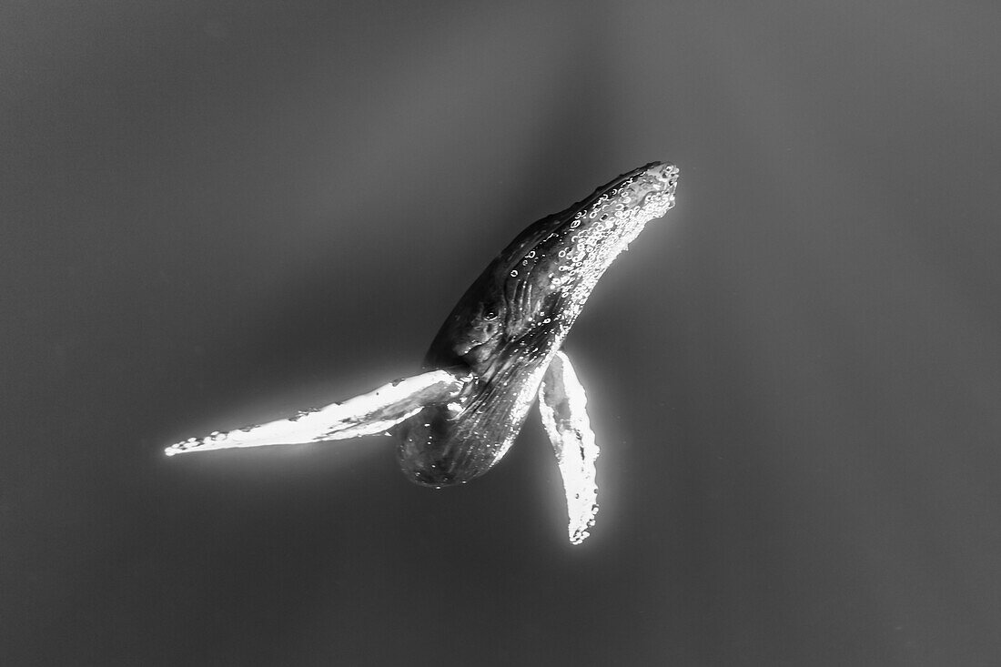Unterwasserfoto, Buckelwal (Megaptera novaeangliae) steigt aus der Tiefe, Maui, Hawaii