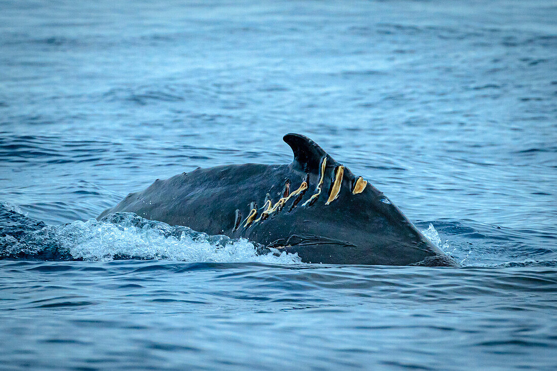 Humpback Whale (Megaptera novaeangliae) with boat strike wound, Maui, Hawaii