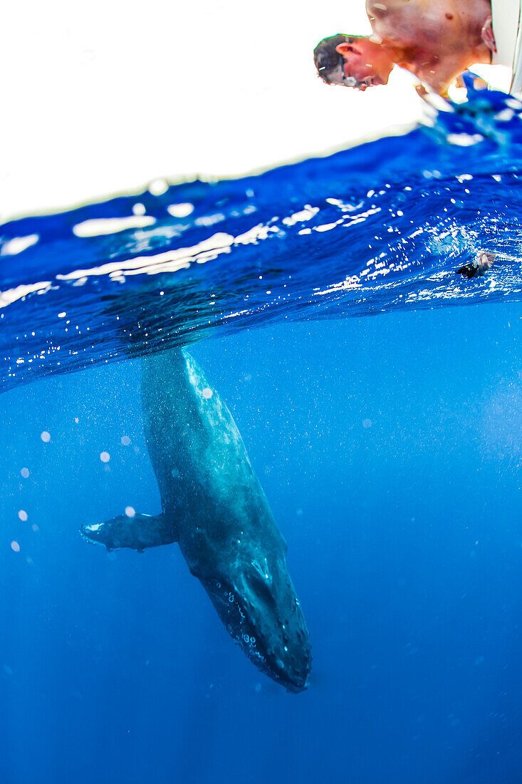 Underwater Photo, Swimming Humpback Whale (Megaptera novaeangliae) makes a close approach, Maui, Hawaii