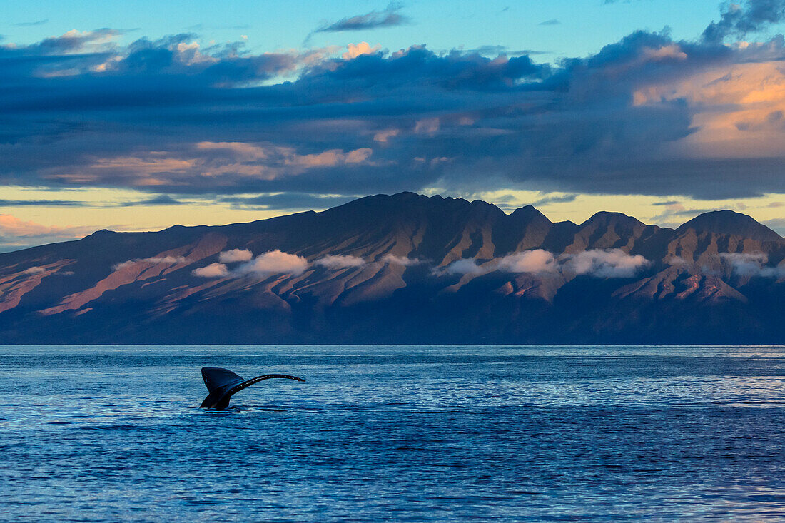 Whale Tale, Buckelwal (Megaptera novaeangliae) hebt seine Fluke bei Sonnenaufgang, Maui, Hawaii