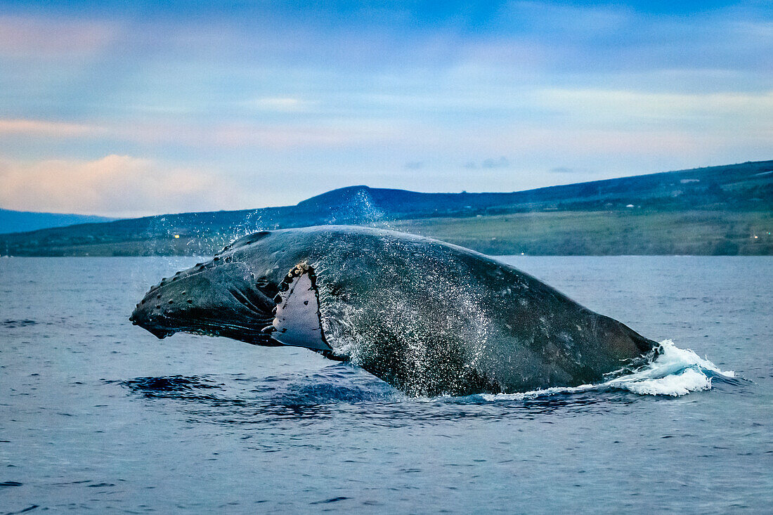 Breaching Humpback Whale (Megaptera novaeangliae), Maui, Hawaii(Megaptera novaeangliae), Maui, Hawaii