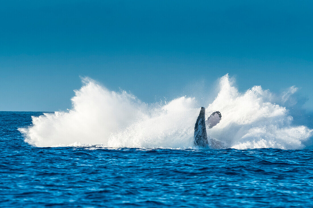 Humpback Whales (Megaptera novaeangliae), Maui, Hawaii