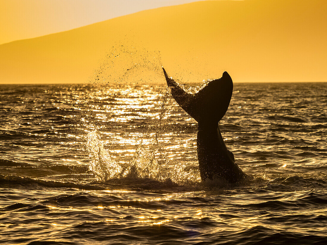 Tale Lob, Buckelwal (Megaptera novaeangliae) hebt seine Fluke bei Sonnenuntergang, Maui, Hawaii