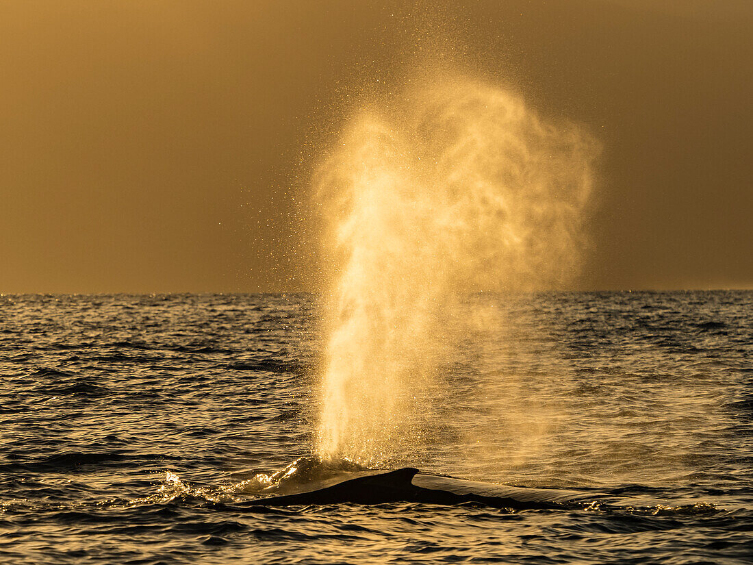 Humpback Whale (Megaptera novaeangliae) blow at sunset, Maui, Hawaii