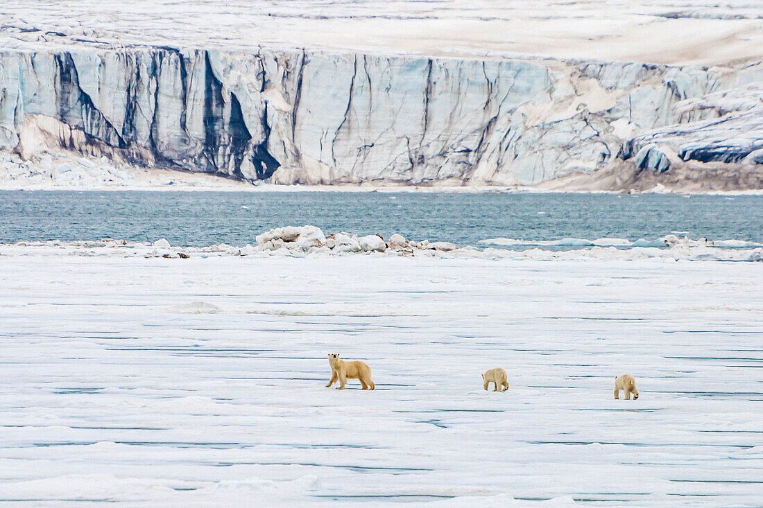 Mother and cubs walking across pack ice, Bear Sound, Spitsbergen, Svalbard, Norway