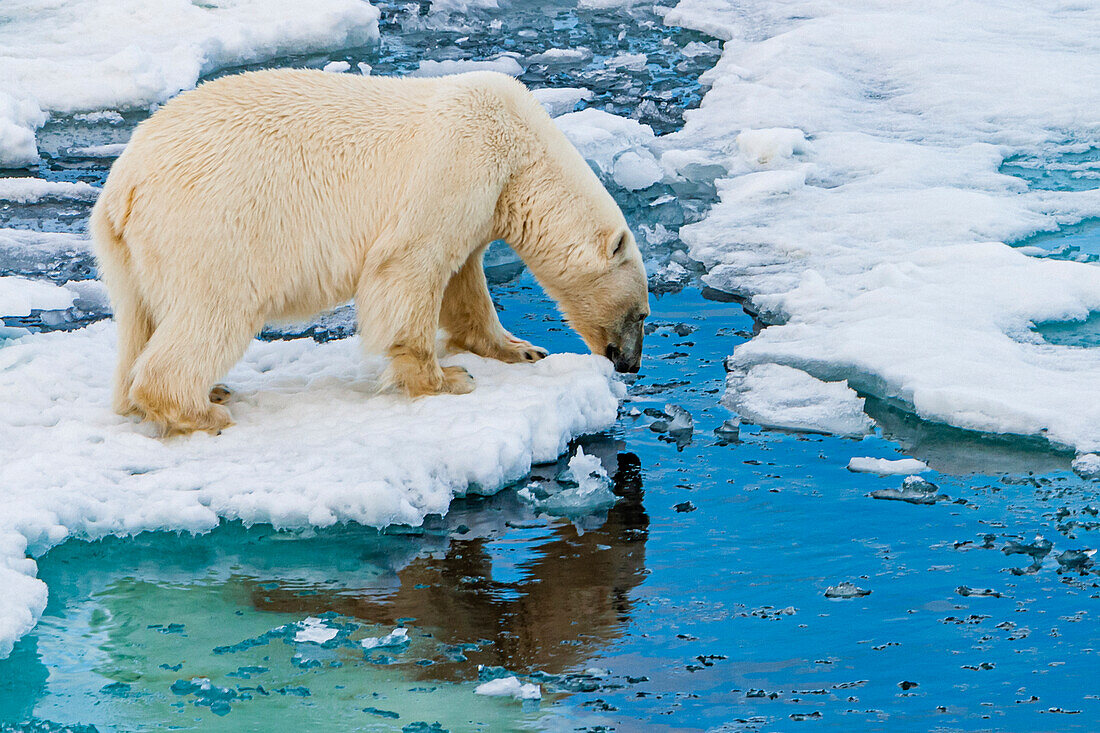 Eisbär (Ursus maritimus) auf Packeis, Horsund Fjord, Svalbard, Norwegen (Ursus maritimus) zu Fuß auf Packeis, Horsund Fjord, Svalbard, Norwegen