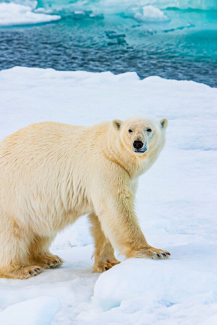 Polar bear (Ursus maritimus) on pack ice, Horsund Fjord, Svalbard, Norway